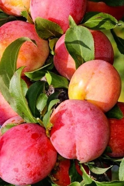 Великі сливи сорту Роял Руж крупним планом на гілці.